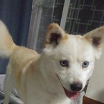 [꼭봐주세요] (추가)애견호텔이 저희개를 잃어버렸어요..