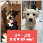 [강아지] <b>전주</b>에서 인천으로