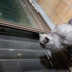 <b>미세</b>먼지 없어서 좋다