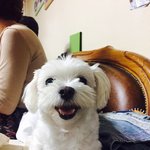 수정)오진으로인해 반려견을 떠나보냈습니다