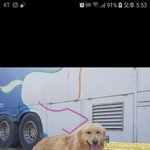 [강아지] 골든리트리버 <b>남아</b>