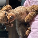 [강아지] 바닷가 유기견출신 <b>헐크</b> 왔어요:)