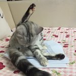 [드루와] 울고양이 겁나 어이없음;;