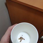 [19] 방에서 자꾸 이 <b>벌레</b> 나오는데 어떡해