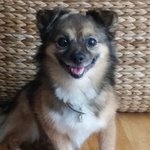 17살 강아지가 무지개다리를 건넜습니다
