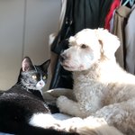 강아지 초보를 위해!!