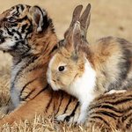 [댓글부탁해] 각 그룹별 토끼와 호랑이