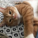 [고양이] 까칠냥 토리의 냥팔자 상팔자