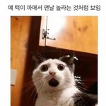 [댓글부탁해] 친구가 팬덤싸움 걸어