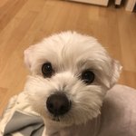 강아지 이름좀 골라주라ㅏ