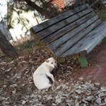 [강아지] 힘든삶을 살아온 보아