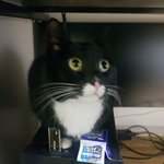 [고양이] 사무실 악독한 주인14-차별대우