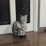 [드루와] 울 고양이 아빠 기다리고있음