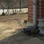 [댓글부탁해] <b>고앵이</b>새끼 째려보는거봐