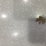 [강아지] 강아지 입양했는데 파양한 파렴치한 전 주인이 다시 달라고합니다