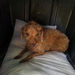 [강아지] 흔한 <b>푸들</b>이라 문의가 없나봐요