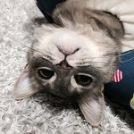 [고양이] 혼자보기 아까운 <b>내새</b>꾸 보고가라옹(2)