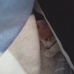 [댓글부탁해] 얘들아 나 <b>어사</b>되겠지..