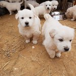 [강아지] 회사에서 키우는 리트리버<b>믹스</b> 댕댕이들