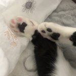 [드루와] 아 <b>시</b>부럴ㄹ 진짜 고양이 미쳤냐