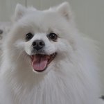 매화/스피츠/남아(중성화완료)/3살/5.5kg   웃는모습이 예쁜...