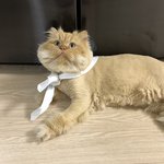 고창석 닮은 우리냥이 보구가세용ㅎㅎ