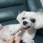 [강아지] 건들여서 미안해요 <b>이빨</b>왕자~^