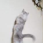 우리집 냥<b>아치</b>3