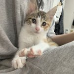 [고양이] 우리<b>우주</b> 자랑합니다