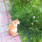 [사진ㅇ] 우리 아파트 마스코트 냥냥<b>이임</b>