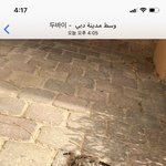 [댓글부탁해] 다친 새를 주웠어 도와줘