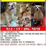 [도와주세요] [목포 강아지찾습니다] 흰색갈색털의 코카스파니엘 믹스견