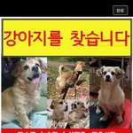 [이것좀봐줘] [목포 강아지찾습니다] 흰색갈색털의 코카스파니엘 믹스견