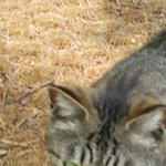 [댓글부탁해] 나 오늘 고양님한테 <b>간택</b>당함