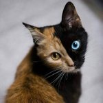 가지고 태어난 <b>무늬</b>다옹