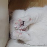 [고양이일상] 하-옹! 석봉도령 2탄