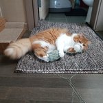 아기냥 호빵이-18