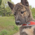 레이/진도견/여아/4개월    *앞발의 흰색<b>무늬</b>가 귀여운 아이예요.