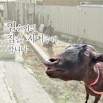 염<b>순이</b>와 구조된 아이들이 지낼 공간 마련에 힘을 주세요