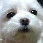 [드루와] 우리집에 귀여운 생명체 있는데 한번만 봐줘 리얼 대박