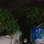 [도와주세요] 냥줍 <b>임보</b> 필요해요 도와주세요