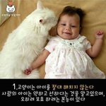 [고양이] 고양이에 대한 재밌는 <b>사실</b>