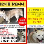 [꼭봐주세요] 복순이를 잃어버린 애견호텔 사장님의 잠수..