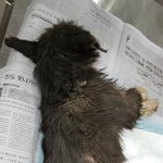 [도와주세요] 누가 강아지를 난도질 <b>한뒤</b> 버렸습니다(기적이를 도와주세요)