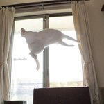 물리 <b>엔진</b> 오류 난 고양이