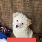 [강아지] 다 죽고 2아이만 살았어요
