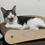 [고양이] <b>로저</b>와 마리2