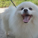 매화/스피츠/남아(중성화완료)/3살/5.5kg   웃는모습이 예쁜...