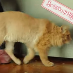 최현석 <b>영역</b>표시 확실하네