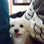 2탄)<b>오진</b>으로 반려견을 보냈습니다